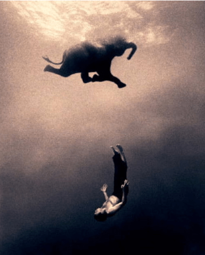 elephant swimming http_::www.flickr.com:photos:46742671@N00:442768518:
