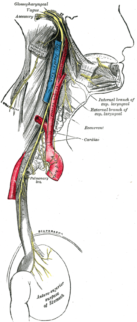vagus nerve.png